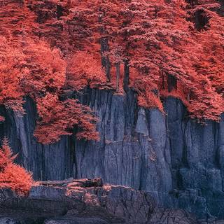 Nature iPhone X wallpaper