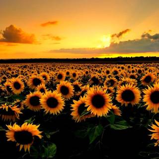 Vintage sunflower 4k high resolution wallpaper