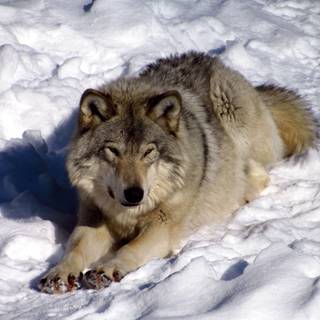 North American wallpaper