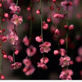 Spring quote wallpaper