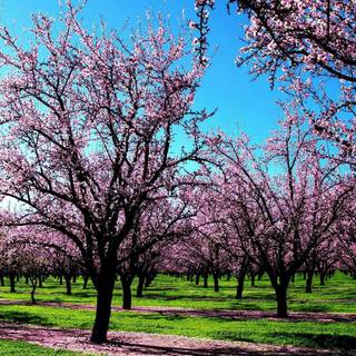 Spring time purple wallpaper