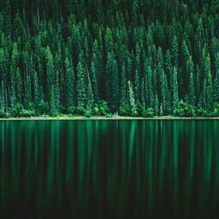 Amoled forest wallpaper