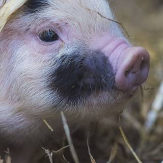 iPhone 7 pig wallpaper