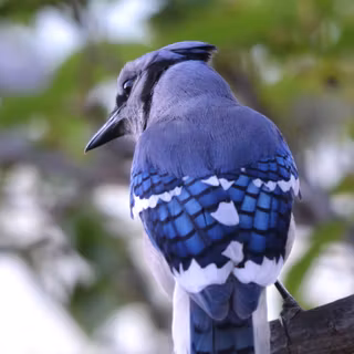 Blue Jay desktop wallpaper