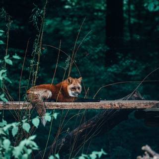 4k desktop Beast wallpaper