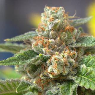 Marihuana tumblr 1920x1080 wallpaper