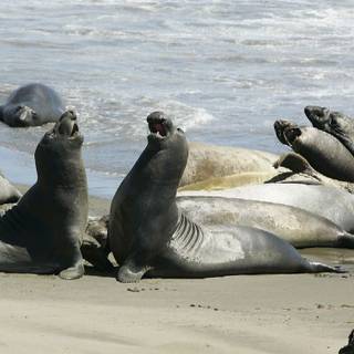 Harbor seal wallpaper