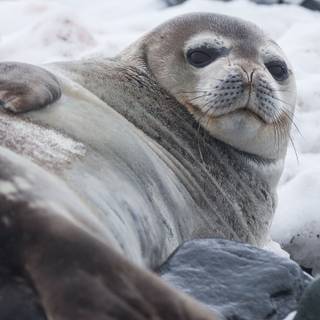 Harbor seal wallpaper
