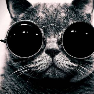 Cute black cats wallpaper