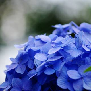 Hydrangea computer wallpaper