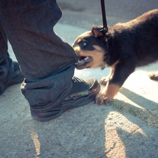 Kenedy Samone computer wallpaper