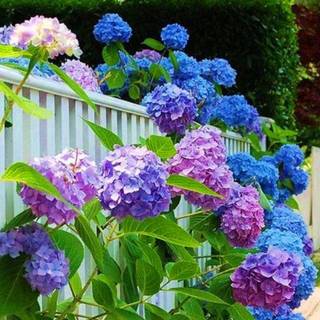 Hydrangea computer wallpaper