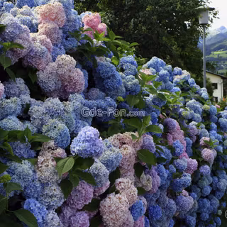 Hydrangea computer wallpaper