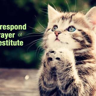 Puppy's praying wallpaper