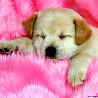 Puppy's praying wallpaper