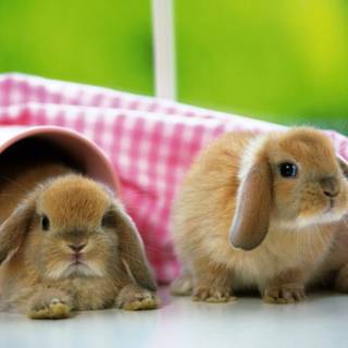 Bunny rabbit desktop wallpaper