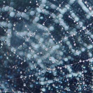 Spider Android wallpaper