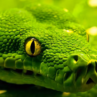 Snakes HD desktop wallpaper