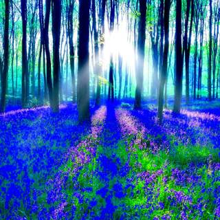 Tree mobile wallpaper