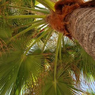 Tree mobile wallpaper