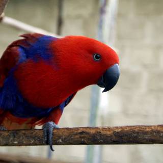 Eclectus wallpaper