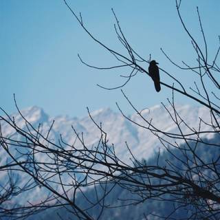 Lone Pigeon wallpaper