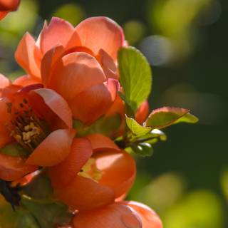 Flowers in spring wallpaper