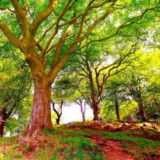 Woods in summer wallpaper