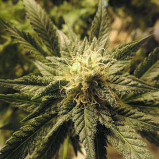 Weed money women wallpaper