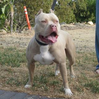 American bully dog wallpaper