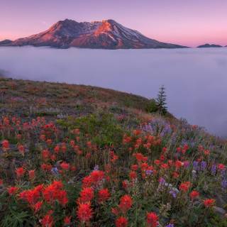 Mt. Saint Helens wallpaper