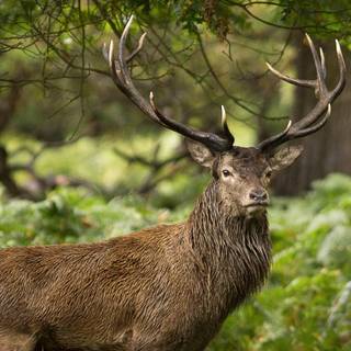 Animal mobile wallpaper