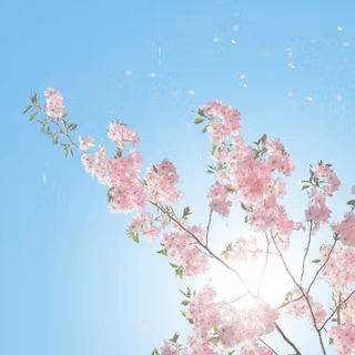 Cherry blossom aesthetic wallpaper