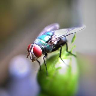 Housefly phone HD wallpaper