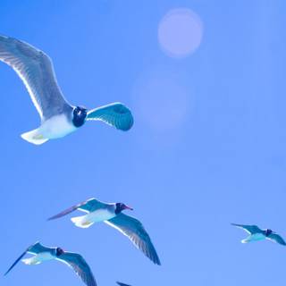 Birds phone wallpaper