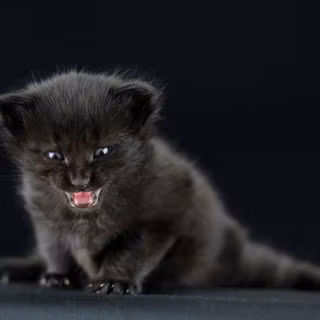 Gato Preto wallpaper