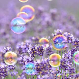 May spring wallpaper