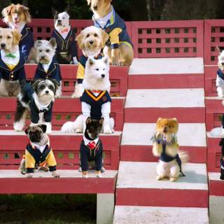 Pup Academy wallpaper