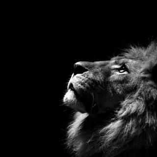 Lion aesthetic pictures wallpaper