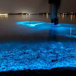 Glowing plankton wallpaper