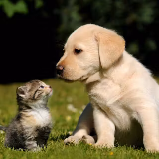 Dogs and cats cute wallpaper