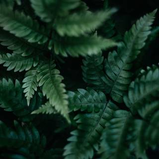 Nature dark green aesthetic wallpaper