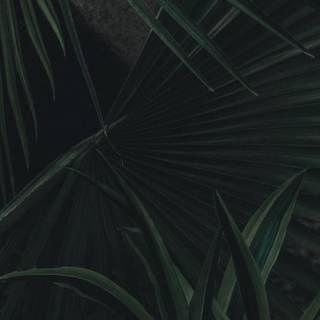 Nature dark green aesthetic wallpaper