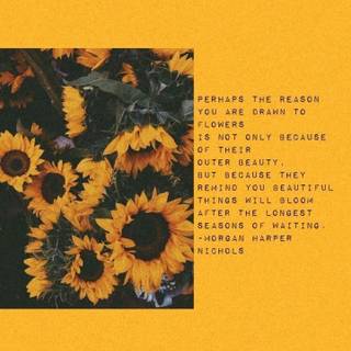 Aesthetic sunflower pictures wallpaper