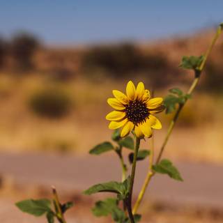 Aesthetic sunflower pictures wallpaper