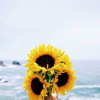 Aesthetic sunflower pictures wallpaper