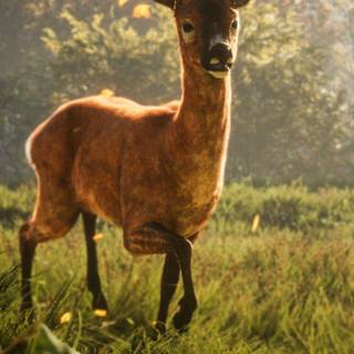 HD wildlife Android wallpaper