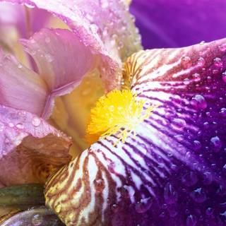 Gentle Bloom wallpaper