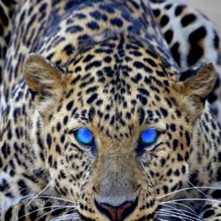 Cheetah phone wallpaper