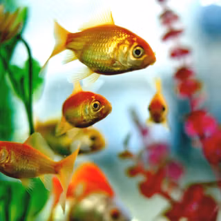 Brightly colored fish wallpaper